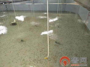 海緣養(yǎng)殖科技 以技術(shù)領(lǐng)域樹(shù)品牌，南苗北育模式促發(fā)展