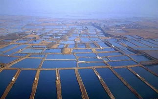 平和之光 從故鄉走出的“蝦王”教授與他的海水養殖技術革命