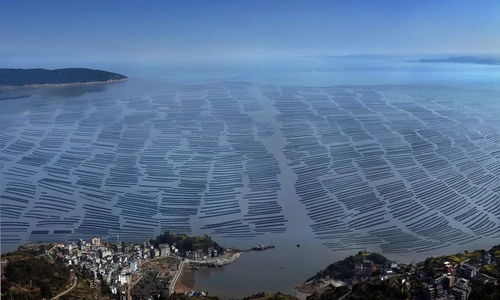 洞頭區 以科技創新澎湃海洋經濟高質量發展新動能，海水養殖技術研發走在前列